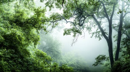 Obraz premium Serene forest canopy overview lush green environment abstract nature art tranquil scene atmospheric perspective