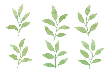 Assortment of watercolor leaves illustration set - green leaf branches collection for wedding, greetings, stationary, wallpapers, fashion, background. olive, green leaves, Eucalyptus etc