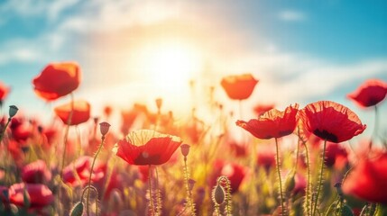 Obraz premium Vibrant poppy field under a sunny sky during golden hour showcasing natures beauty and tranquility. Generative AI