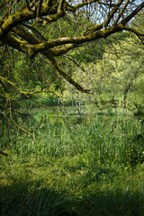 Tropical looking overgrown swamp pond with long grass and a tree on left side overgrown with moss, Münster botanical garden, Germany