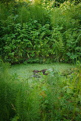Brown female mallard duck hiding and looking for food between the grass on overgrown swamp water pond, Muenster botanical garden, Germany