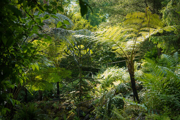 Fototapeta premium Jungle looking green forest view in a botanical garden with tropical trees, palms and fern, Muenster botanical garden, Germany
