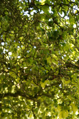 Background of Corkscrew hazel (Corylus avellana) 
tree in warm dark colors, vertical, Muenster botanical garden, Germany
