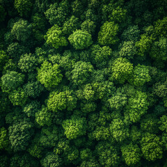 Fototapeta premium green tropical forest nature top view 