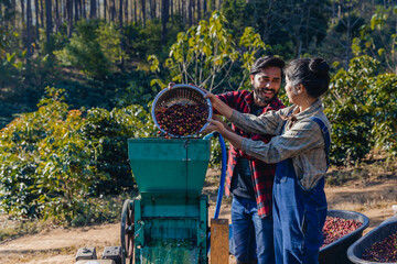 Worker in Wet process for ripe coffee wash in pulping machine. Process Harvest coffee beans to have their pulp remove. Farmer using a coffee cherry pulping machine to process beans