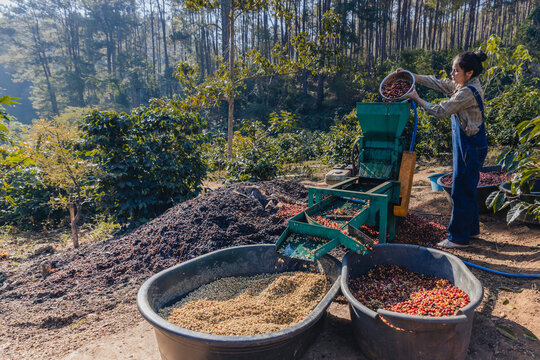 Worker in Wet process for ripe coffee wash in pulping machine. Process Harvest coffee beans to have their pulp remove. Farmer using a coffee cherry pulping machine to process beans