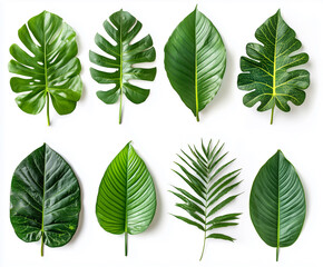 Beautiful exotic green tropical leaves isolated on white background