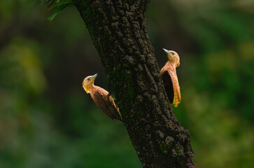 Fototapeta premium Rufous woodpecker 