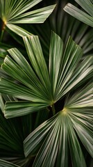 Fototapeta premium Close-up view of vibrant green palm leaf showcasing intricate textures and patterns in natural light