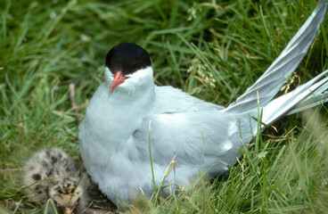 Sterne arctique, nid, jeune, Sterna paradisaea, Arctic Tern