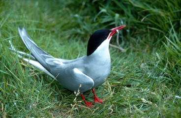 Sterne arctique, Sterna paradisaea, Arctic Tern, Lançon, Hyperoplus lanceolatus