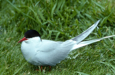Sterne arctique, Sterna paradisaea, Arctic Tern
