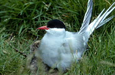 Sterne arctique, nid, jeune, Sterna paradisaea, Arctic Tern