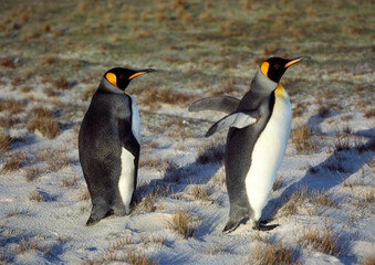 Manchot royal,.Aptenodytes patagonicus, King Penguin, Iles Falkland, Malouines