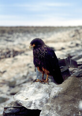 Caracara austral, Caracara de Forster,.Phalcoboenus australis, Striated Caracara, Johnny Rook, Iles Falkland, Malouines