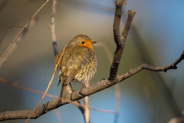European Robin perched on a branch in the morning light