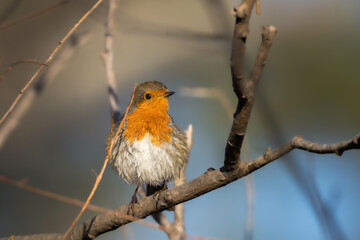 European Robin perched on a branch in the morning light