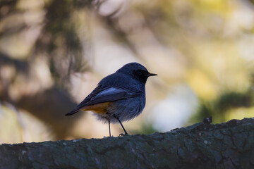European Robin perched on a branch in the morning light