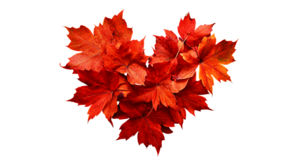 Red maple leaves forming a heart shape isolated on a transparent background, png image, cut out