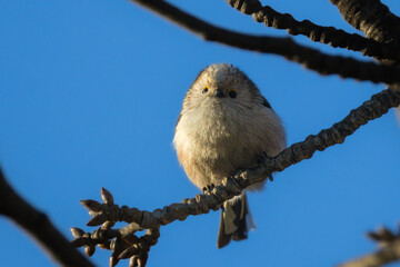 Long-tailed Tit perched on a branch in the morning light