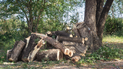 Obraz premium Logs are cut into small pieces and placed together under trees, logging destroys the environmental