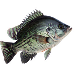 Black Crappie AI Generated Image