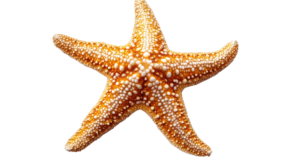 Starfish Close-Up: A detailed view of a vibrant orange starfish, showcasing its intricate texture and radial symmetry.  The starfish's delicate pattern and rich color are sharply defined. 