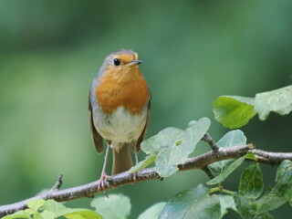 Rudzik (Erithacus rubecula) © Nature Observatory
