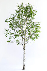 Tall green Aspen tree isolated on white background