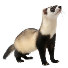 Black Footed Ferret AI Generated Image