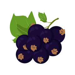 branch of blackcurrant with leaves, Useful berry for packaging design, label or brochure