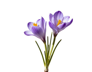 Naklejka premium crocuses isolated on white