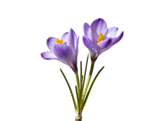 crocuses isolated on white