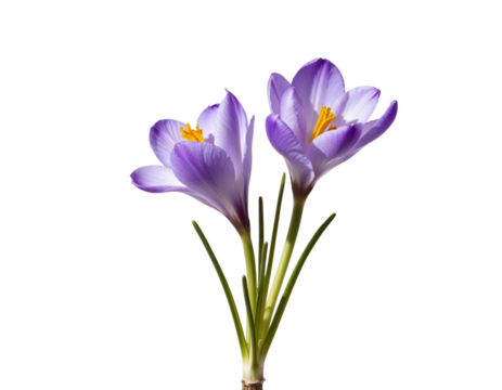 crocuses isolated on white