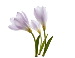 Naklejka premium crocuses isolated on white background