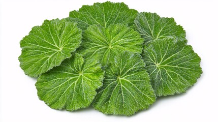 stylized leaf plate featuring a soft green tone, isolated on white with fine details in the natural texture. Green products.isolate on white background 