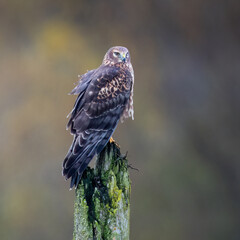 Northern Harrier Hawk
