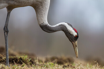 Żuraw, żuraw popielaty, żuraw szary, crane, Grus grus © Michal Przystas