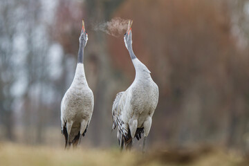 Żuraw, żuraw popielaty, żuraw szary, crane, Grus grus