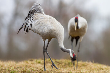 Żuraw, żuraw popielaty, żuraw szary, crane, Grus grus © Michal Przystas