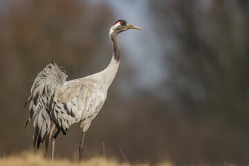 Żuraw, żuraw popielaty, żuraw szary, crane, Grus grus