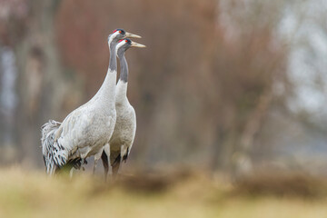 Żuraw, żuraw popielaty, żuraw szary, crane, Grus grus © Michal Przystas