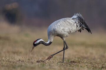 Żuraw, żuraw popielaty, żuraw szary, crane, Grus grus © Michal Przystas