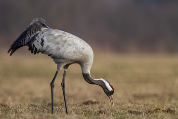 Żuraw, żuraw popielaty, żuraw szary, crane, Grus grus