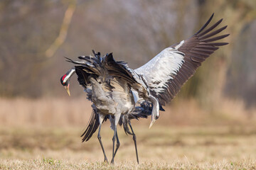 Żuraw, żuraw popielaty, żuraw szary - kopulacja, crane  Grus grus  © Michal Przystas