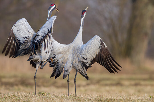 Żuraw, żuraw popielaty, żuraw szary - kopulacja, crane  Grus grus	