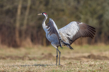 Żuraw, żuraw popielaty, żuraw szary, crane, Grus grus © Michal Przystas