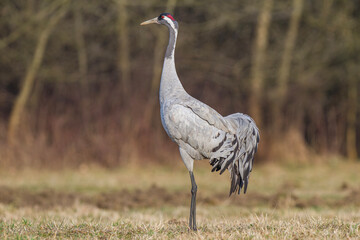 Żuraw, żuraw popielaty, żuraw szary, crane, Grus grus © Michal Przystas