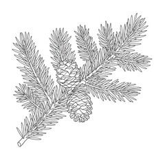 spruce branch with cones sketch 