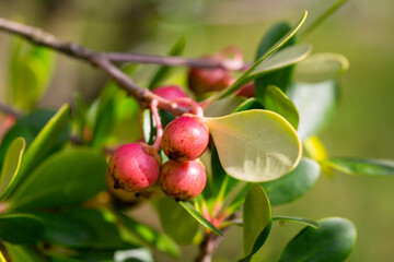 Red Strawberry Guava (Psidium littorale longipes, Psidium cattleianum, Psidium cattleyanum, Psidium chinese or Peruvian guava), fruits.